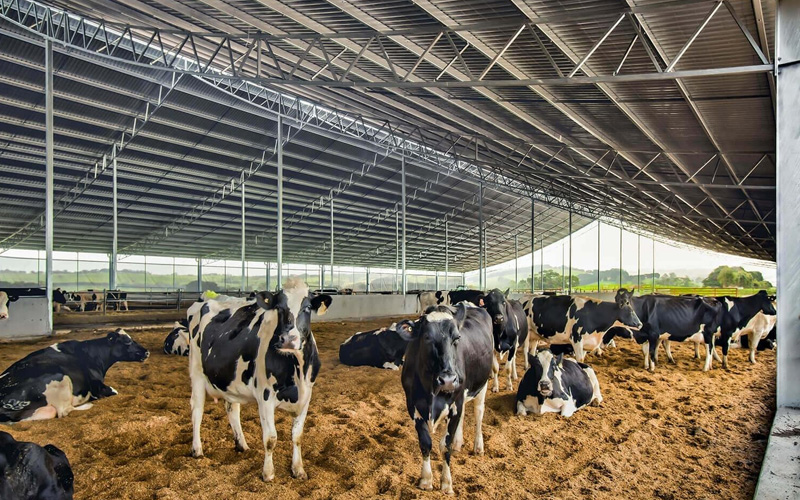 Dairy Farms Shed Fabricators In Mohali, Punjab, Haryana